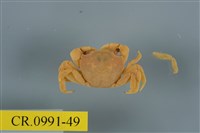 藏品(平背蜞)的圖片